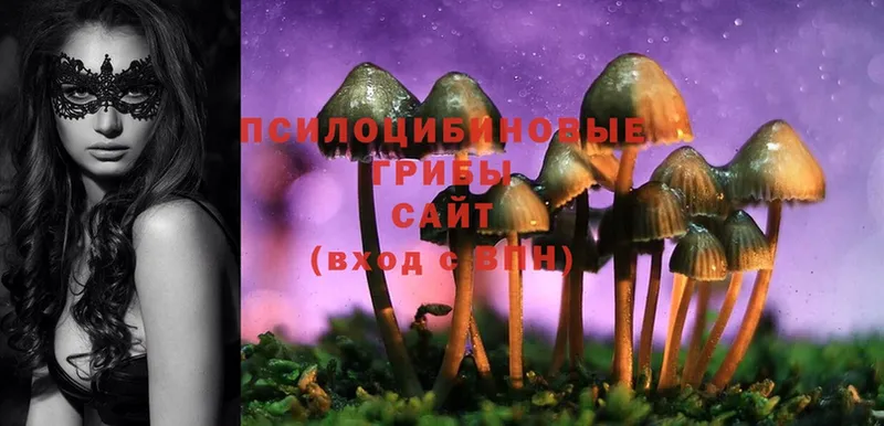 blacksprut маркетплейс  Шуя  Псилоцибиновые грибы Psilocybe 